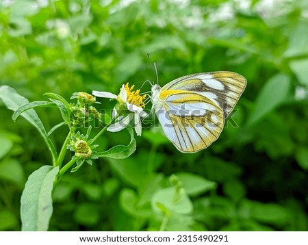 A stripped albatros butterfly perches on a cosmos flower. Extending its sucking mouth to suck honey 