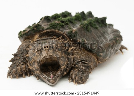 The alligator snapping turtle (Macrochelys temminckii) isolated on white background