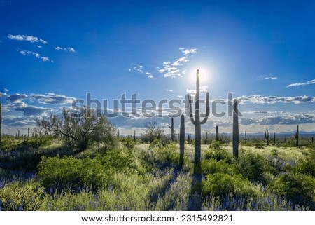 A visit to Picacho Peak Arizona during spring's super bloom Royalty-Free Stock Photo #2315492821
