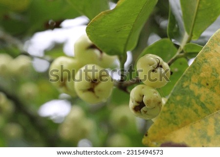 Picture of watery rose apple
tau plant is known as 'Jambu Air' in Malay
at Sungai Batu Pahat Recreation Park