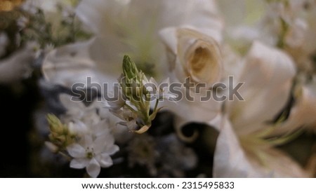 Most beautiful beautiful white flowers- The White Roses
