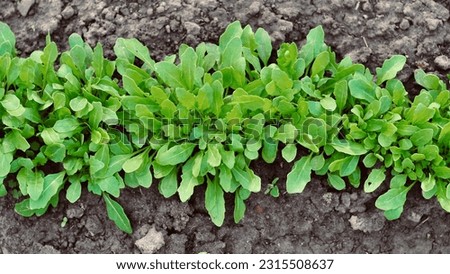 Fresh green Arugula. Gardening.Cultivation of vegetables. Royalty-Free Stock Photo #2315508637
