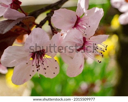 Close-up picture of blossom of a plum tree species (Prunus cerasifera) with pink petals and long stamens. The leaves are red, and the background is composed by yellow and green colors.