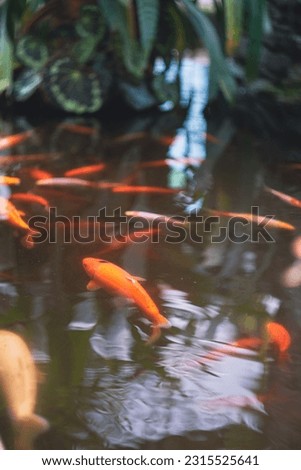 fish swim in the pond