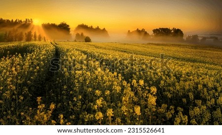 Sunrise on a canola field, New South Wales, Australia Royalty-Free Stock Photo #2315526641