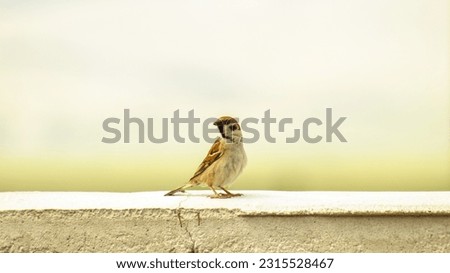 Sparrow perched on the wall. Sparrow bird wildlife. Copy text area. female songbird