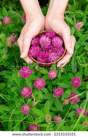Gathering red clover in the meadow. Human hands with a small clay bowl picking Trifolium flowers, vertical photo, selected focus. Phytotherapy, herbal medicine, natural raw material concept.