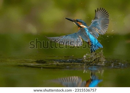 Common European Kingfisher (Alcedo atthis) hunting for food. Kingfisher flying away after diving for fish in the forest in the Netherlands.           Royalty-Free Stock Photo #2315536757