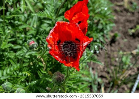 The eastern poppy "Allegro" is red-orange in color blooms in late spring and early summer.