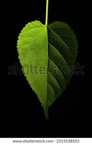 GOIANIA GOIAS BRAZIL – APRIL 09 2023: A green leaf with a black background, one side brighter than the other.