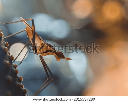 A picture of an insect with a  background blurred. photo macro.