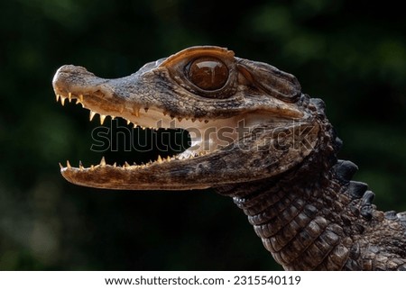 Smooth-fronted Caiman (Paleosuchus trigonatus), also known as Schneider's Dwarf Caiman, is a small crocodilian from South America.  Royalty-Free Stock Photo #2315540119