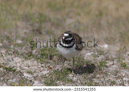   The killdeer (Charadrius vociferus), in very hot weather, the female does not sit, but stands over the eggs and creates a shadow for them
