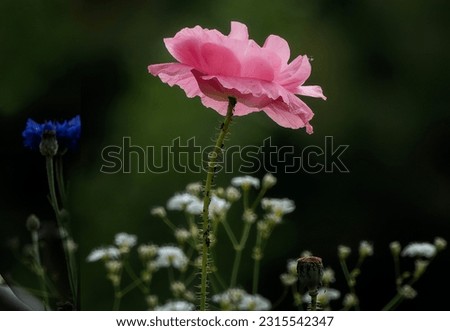 A pink Poppy in the June garden                               
