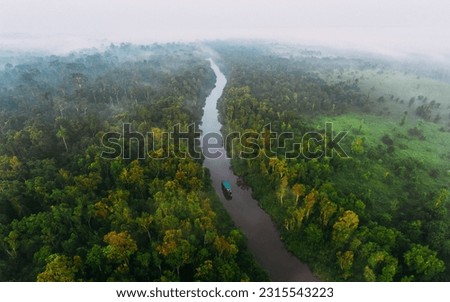 low angle view of rain forest with silhouette of a couple of orangutans at Tanjung Puting National Park, Indonesia.