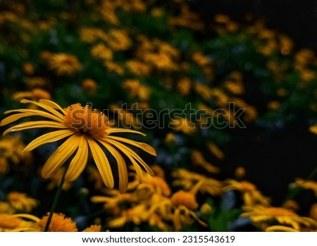 beautiful yellow flower background with copy space.peaceful and calm nature flower backdrop image with bokeh background.moody relaxing blossom wallpaper.spring flowering image.macro flower image
