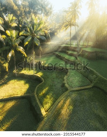 Beautiful Tegalalang's Rice Terrace in Bali. it is one of the World Heritage Site, approved by the UNESCO. The greenery will bring you into a deep relaxation of life. This is the landscape option. Royalty-Free Stock Photo #2315544177