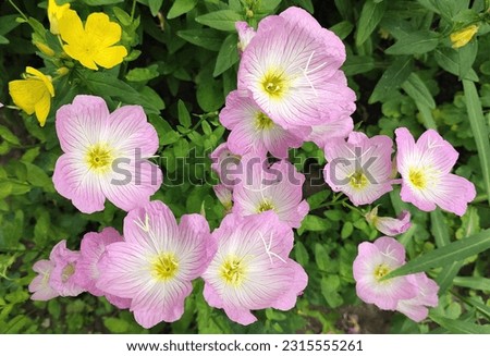 Flowers of the pink evening primrose on a background of green foliage