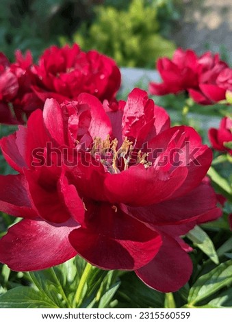 Peony Buckeye Belle.  The flowers are semi-double rose-shaped, 5-6 row, dark red-brown. Royalty-Free Stock Photo #2315560559