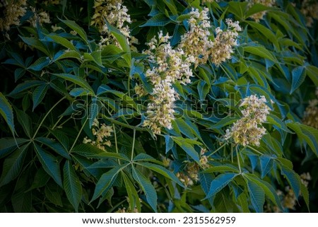 Aesculus glabra, commonly known as Ohio buckeye, is a species of tree in the soapberry family  native to North America. Royalty-Free Stock Photo #2315562959