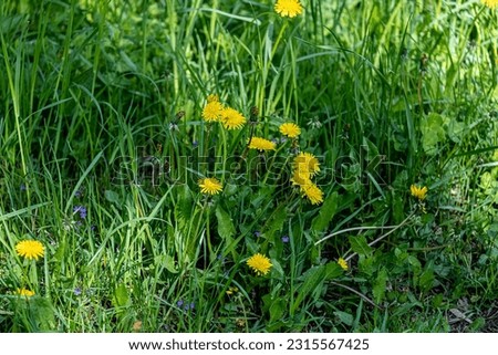 uncut lawn, dandelions in tall green grass, yellow flowers in tall uncut grass