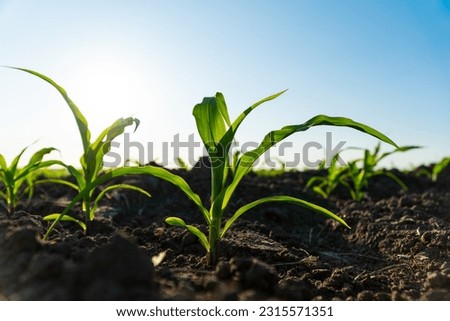Fresh green corn plants on the field in summer. Young corn crops during the period of active growth. Rows of young corn plants. Agricultural crops in the open field.