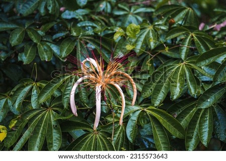 Flower and leaves of of Guiana chestnut, Pachira aquatica, growing in tropical rain forest. Tortuguero National Park