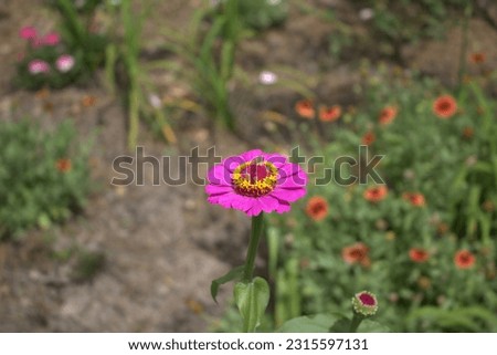 Summer flowers in a Texas Arboretum