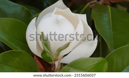 Late spring splendor: Southern magnolia (Magnolia grandiflora) bloom grace the park.