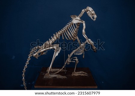 Australian kangaroo skeleton. Adult and young, side by side on display.