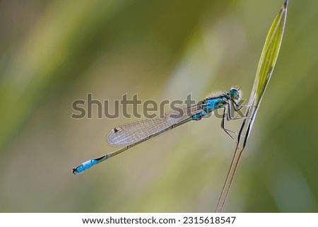 Dragonfly on a branch, macro photo