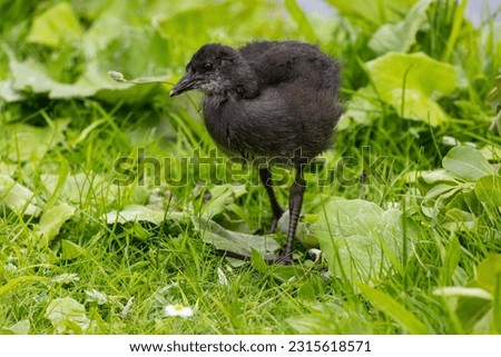 Young Moorhen Feeding at the water edge