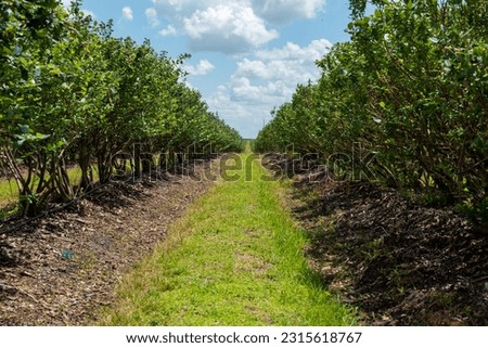 Rows of cultivated high lush green blueberry bushes on a large organic farm fields on a sunny day. The farm has green grass between the drills. The orchard has produced large sweet blueberries.  Royalty-Free Stock Photo #2315618767