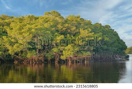 A mangrove coast at Cockroach Bay Aquatic Preserve along Tampa Bay in Hillsborough County FL. A coastal shoreline of mostly red mangroves, Rhizophora mangle, with an extensive network of prop roots.  Royalty-Free Stock Photo #2315618805