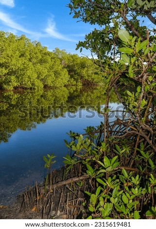 A window view of a mangrove coast with a closeup of red mangrove, Rhizophora mangle,  in the foreground. Part of the  Cockroach Bay Aquatic Preserve along Tampa Bay in Hillsborough County, FL.  Royalty-Free Stock Photo #2315619481