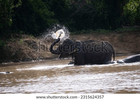 asian elephant play with water