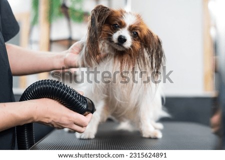 Caucasian woman dries the dog. Papillon Continental Spaniel in the grooming salon.  Royalty-Free Stock Photo #2315624891