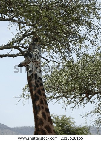 Maasai Giraffe  ( Giraffa tippelskirchi ) Family-order - Giraffidae Artiodactyla and acacia tree, Serengeti National park, Tanzania, Africa Royalty-Free Stock Photo #2315628165