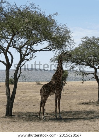 Maasai Giraffe  ( Giraffa tippelskirchi ) Family-order - Giraffidae Artiodactyla and acacia tree, Serengeti National park, Tanzania, Africa Royalty-Free Stock Photo #2315628167