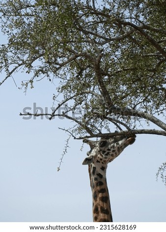 Maasai Giraffe  ( Giraffa tippelskirchi ) Family-order - Giraffidae Artiodactyla and acacia tree, Serengeti National park, Tanzania, Africa Royalty-Free Stock Photo #2315628169