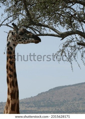 Maasai Giraffe  ( Giraffa tippelskirchi ) Family-order - Giraffidae Artiodactyla and acacia tree, Serengeti National park, Tanzania, Africa Royalty-Free Stock Photo #2315628171