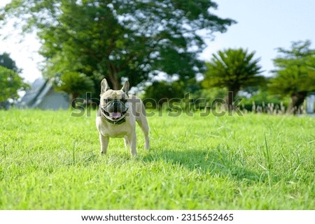 Cute French bulldog standing at field against palm tree.                             