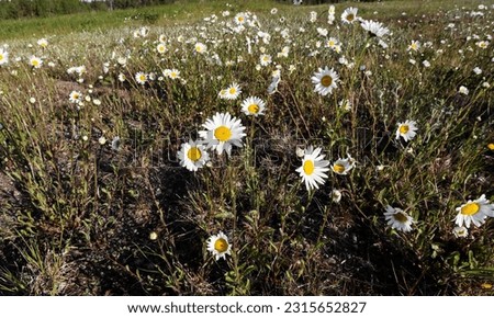 Dog daisies flowering in The meadow Royalty-Free Stock Photo #2315652827
