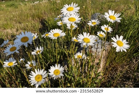 Dog daisies flowering in The meadow Royalty-Free Stock Photo #2315652829