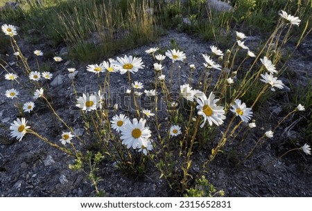 Dog daisies flowering in The meadow Royalty-Free Stock Photo #2315652831