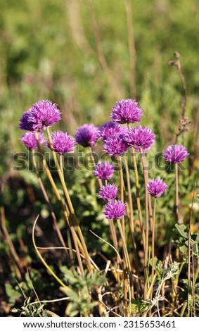 Chives flowering in The meadow  Royalty-Free Stock Photo #2315653461