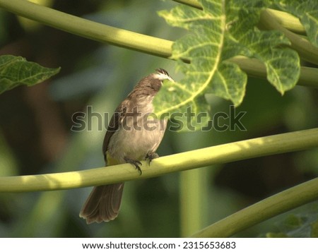 A Bird Hiding on a Leaf Royalty-Free Stock Photo #2315653683