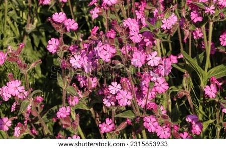 Red campion flowering in summer  Royalty-Free Stock Photo #2315653933