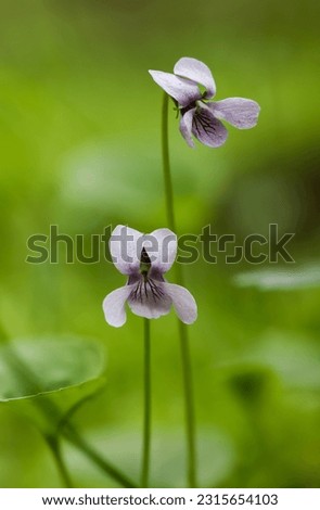 Alpine marsh violet flowering in summer  Royalty-Free Stock Photo #2315654103