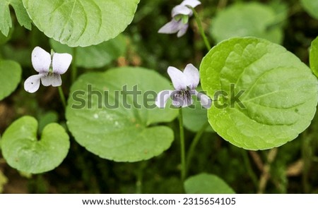 Alpine marsh violet flowering in summer  Royalty-Free Stock Photo #2315654105